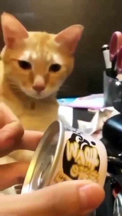 Funny and cute cats