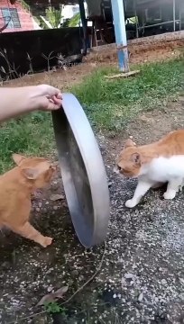 Funniest Cats And Dogs videos