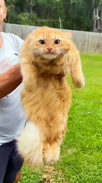Funny cats - Funny dogs. Funny animal videos