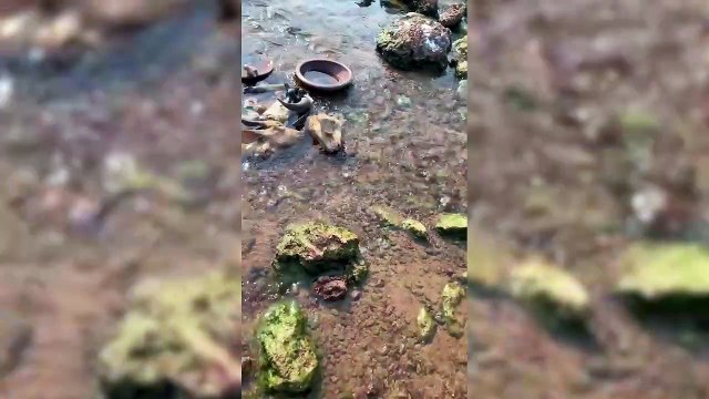 Vai para a praia no calor? Banhista encontra cabeças de bodes em balneário