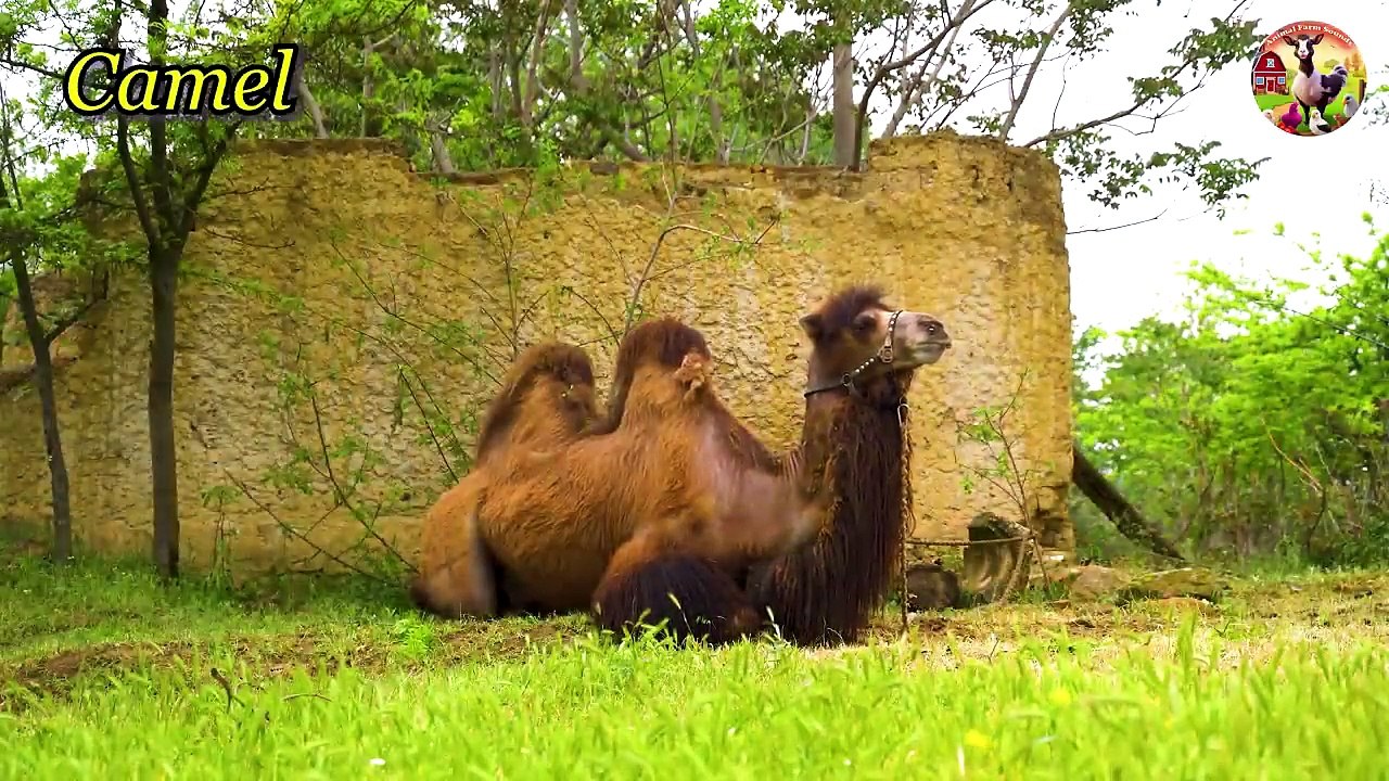 Recognizing Land Animals_ Horse, Elephant, Cat, Dog, Cow - Animal Videos