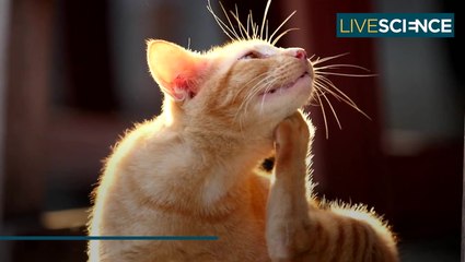 Why An Air Purifier Is Worth The Investment