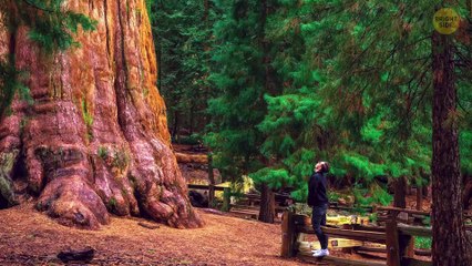 The Biggest Tree on Earth is Bigger Than Words Can Describe