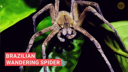 This Hole Hides What You Never Want to Encounter