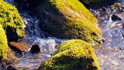 Survival Myths That Will Only Make the Situation Worse