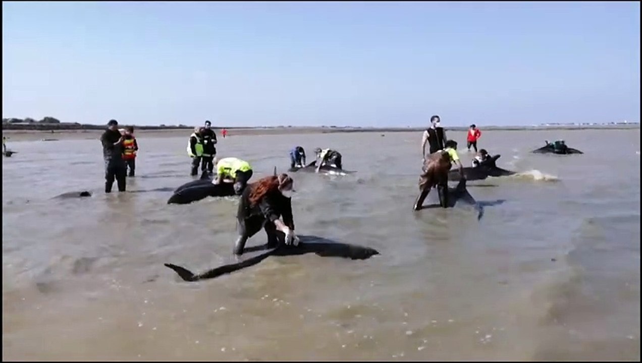 Golfinhos encalhados são resgatados em praia francesa