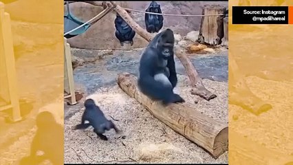 Hulvaton video: Jättimäinen gorilla hermostuu pennun tylsästä kepposesta