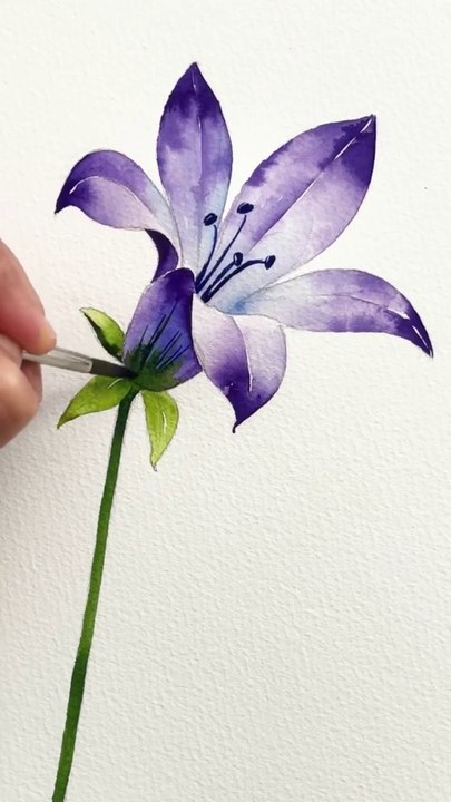 beautiful tulip drawing.