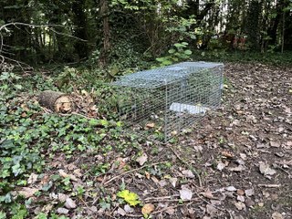Capybara Hunting Adventures 🦆