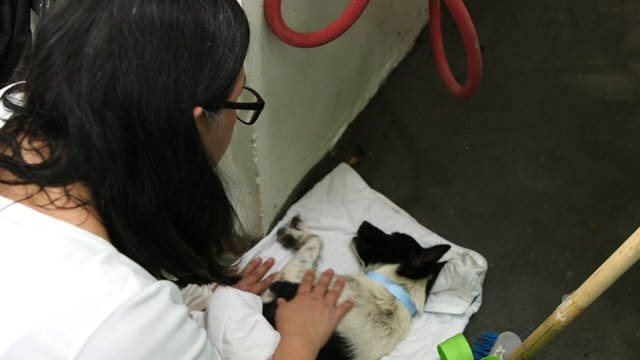 Patitas en Acción: la voz de los animales