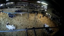 Secret video shows farm workers appearing to hit and kick cows and drag calf through gate by hind leg