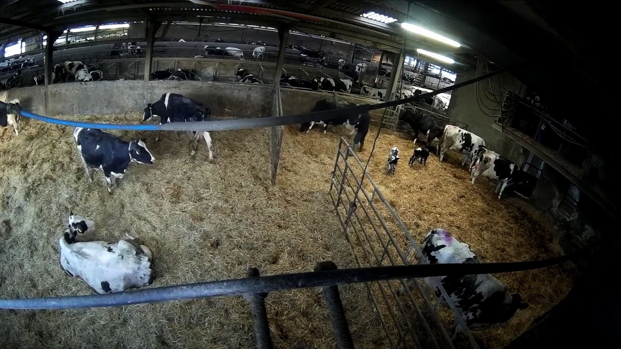 Secret video shows farm workers appearing to hit and kick cows and drag calf through gate by hind leg