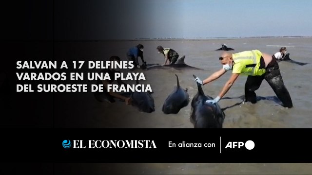 Salvan a 17 delfines varados en una playa del suroeste de Francia