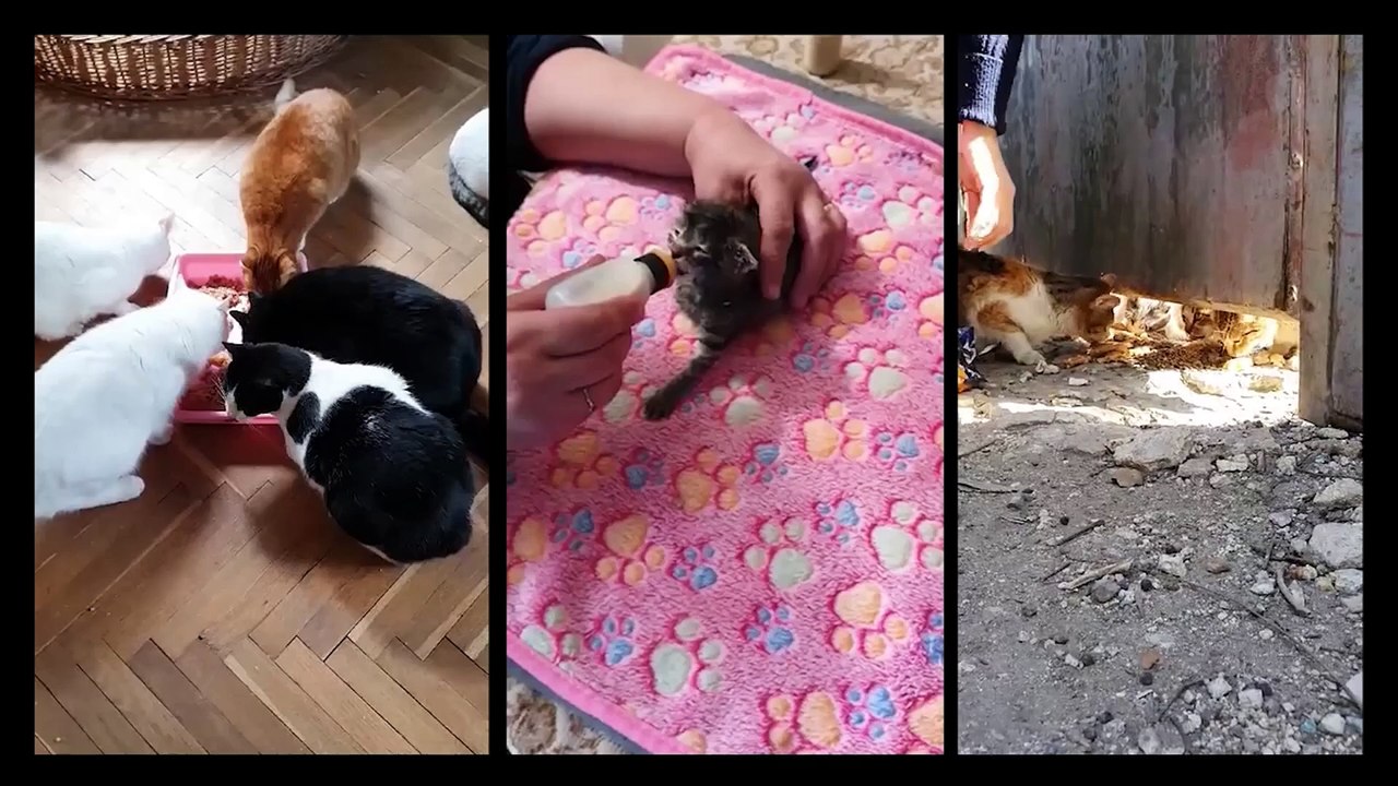 Rositsa’s Furry Friends - Castration against animal suffering