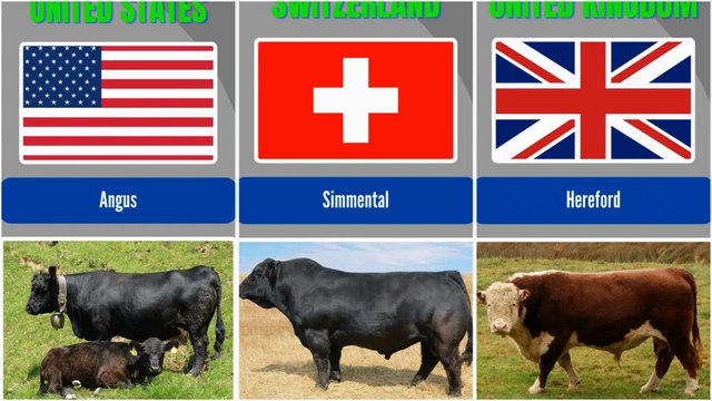 Different Country Breeds of Cattles