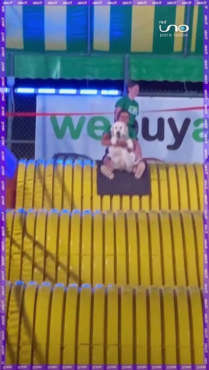 Perrito resbala en tobogán