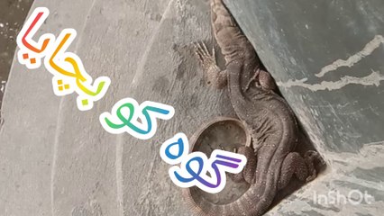 Rescue a Bengal monitorگوہ کو حوض سے نکالا