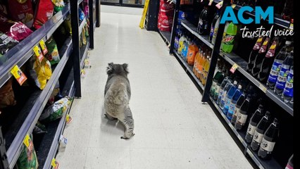 Koala browses regional Victorian supermarket