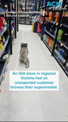 Koala browses regional Victorian supermarket