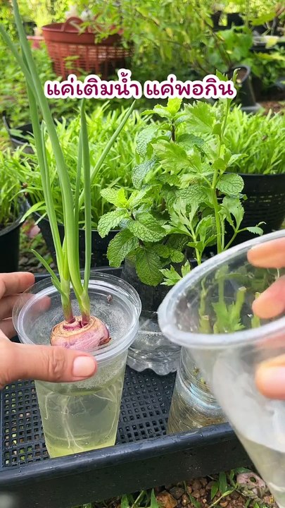 Vegetables, ideas,,,,,