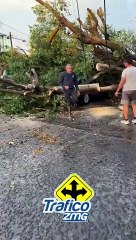 ⚠️Tras la lluvia, un enorme árbol cayó en la colonia Los Meseros