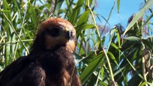 The Marsh Harrier: Close Up HD Footage (Circus aeruginosus)