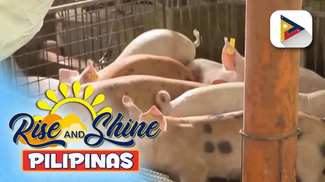 Ilang baboy na binakunahan vs. ASF, nakitaan na ng antibody component;