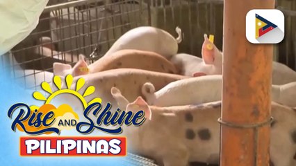 Ilang baboy na binakunahan vs. ASF, nakitaan na ng antibody component;