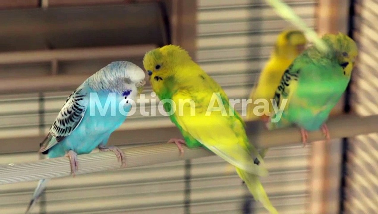 Very cute parrots fighting# cute birds fighting