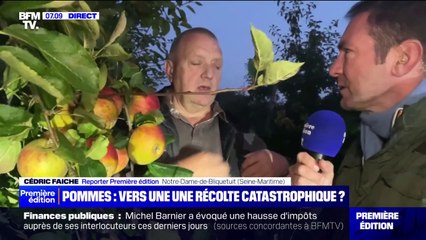 "J'ai perdu 95% de ma production": en Normandie, la récolte de pommes s'annonce très mauvaise, voire catastrophique