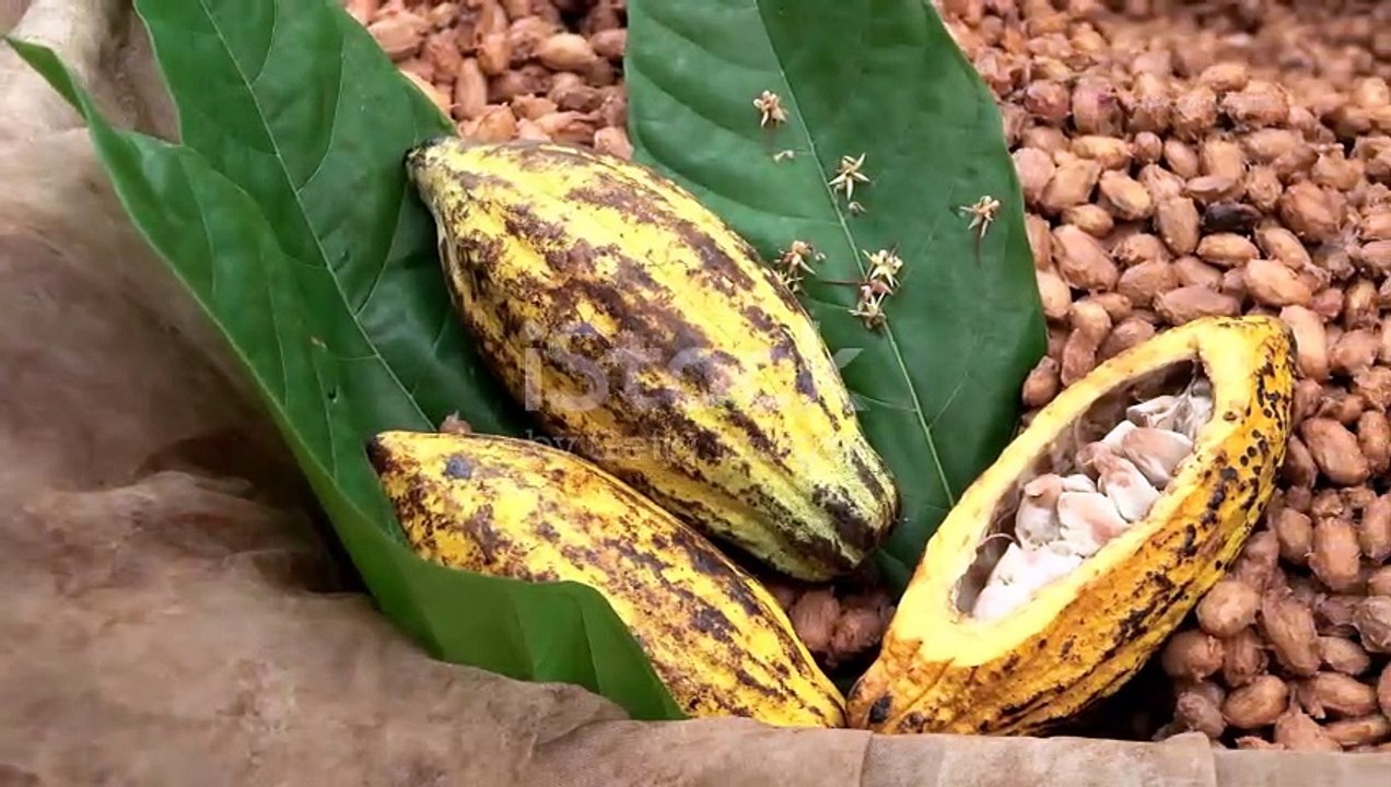 Discover São Tomé and Príncipe: Fun Facts You Didn't Know!