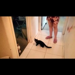 Kittens Jump and attack the Stick Toy
