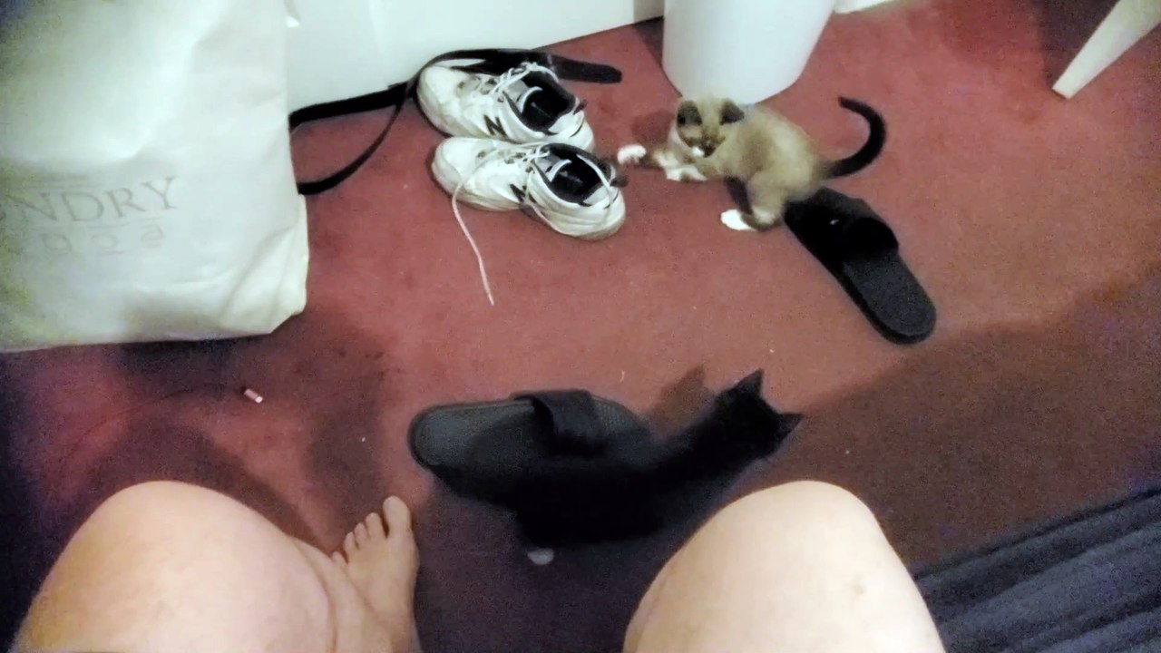 Kittens Attack Shoes Precious and Cute!