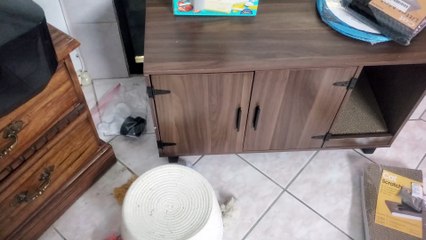 Kittens Knock Things Over. Very cute and funny