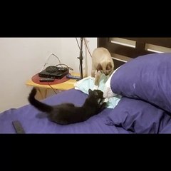 Kitten Moxie attacks and ruins a pillow