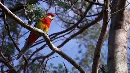 Tasmania's first State of the Environment report in 15 years warns of 'escalating' challenges