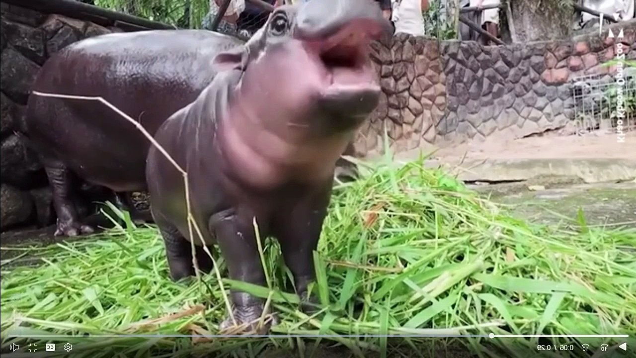 MAMMA