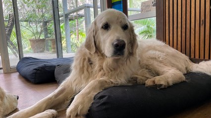 Team Golden Oldies give senior dogs a new 'leash' on life