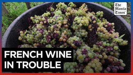 Catastrophic' harvest for French winemaker due to adverse weather