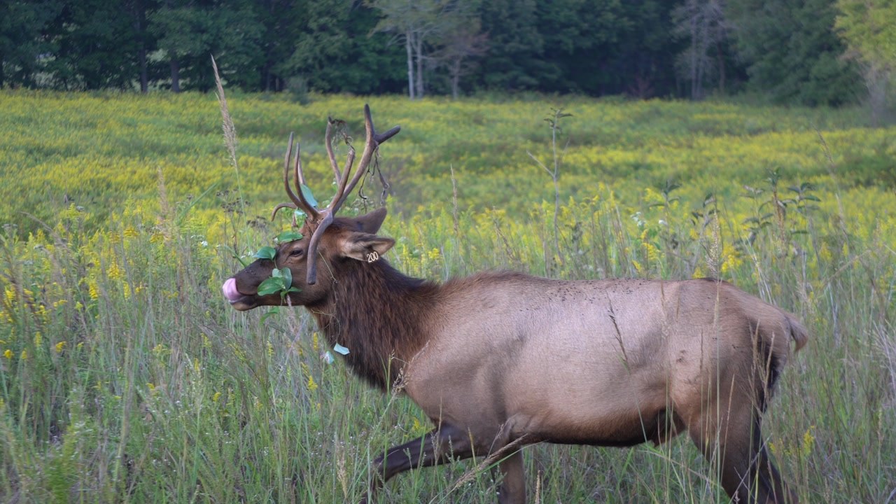 Elk & Bison Prairie Wildlife