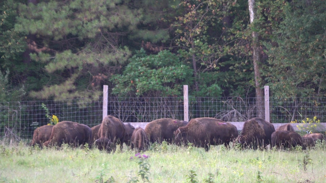 Elk & Bison Prairie Wildlife