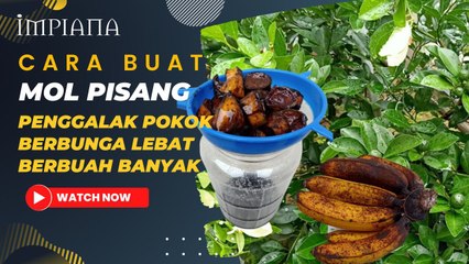 Cara Buat MOL Pisang, Penggalak Pokok Berbunga Lebat Berbuah Banyak