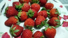 fresh strawberries