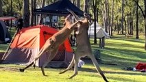 Kängurus beim Boxkampf mitten auf einem Campingplatz erwischt
