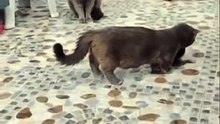 Cats - Funny animals 1