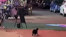 Cats - Funny animals