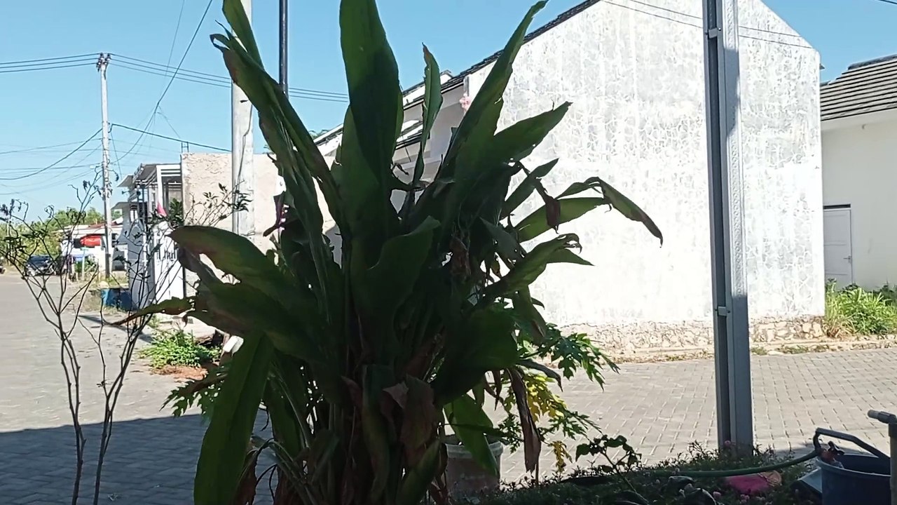 Nyawang di sore hari