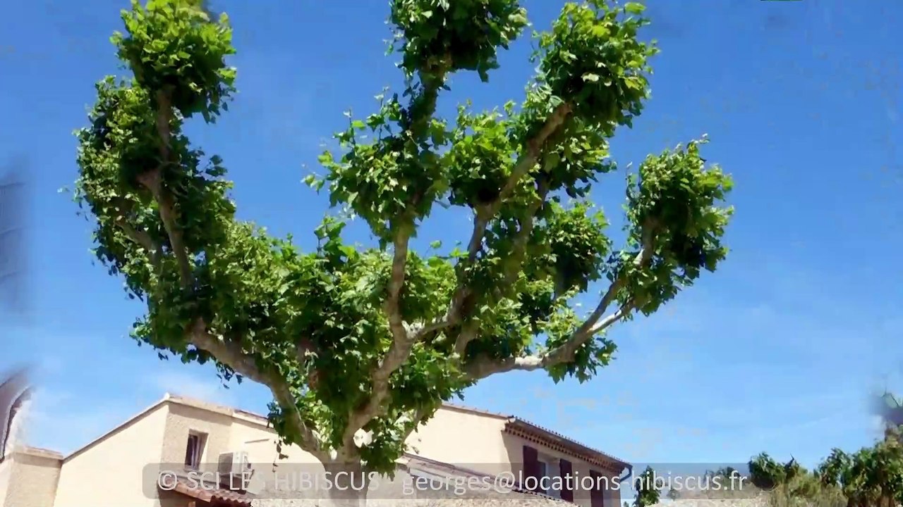 Visite d'une location avec piscine à Pernes les Fontaines en Provence. Les hibiscus
