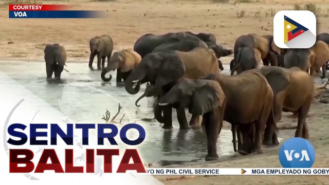 Zimbabwe, planong magkatay ng 200 elepante para tugunan ang kakulangan sa supply ng pagkain