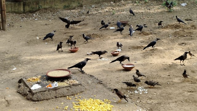 Pitru Paksha 2024: पितृ पक्ष में पूर्वज रहेंगे नजदीक, भूलकर भी न करें इन 6 वस्तुओं का दान